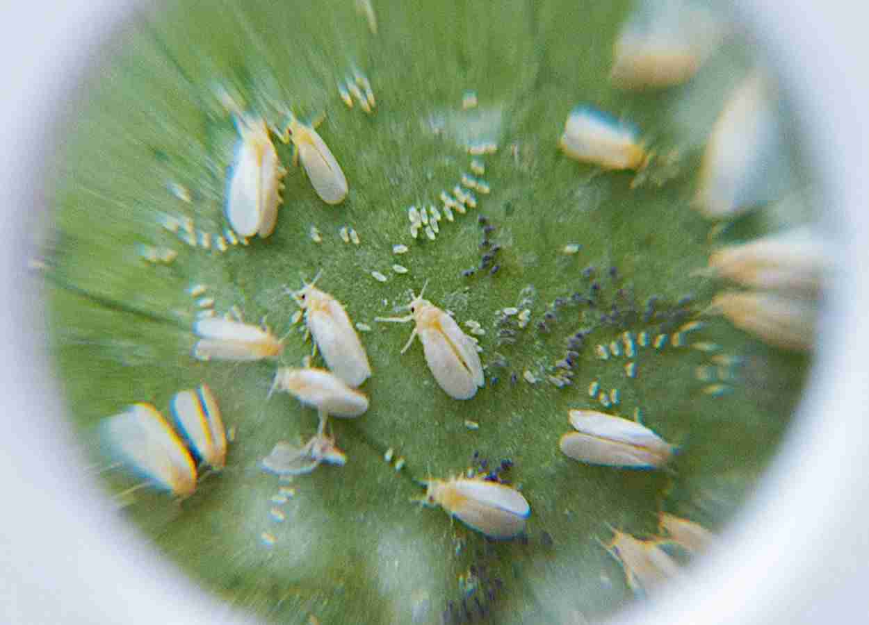 RNAi mira quitina para controlar mosca-branca