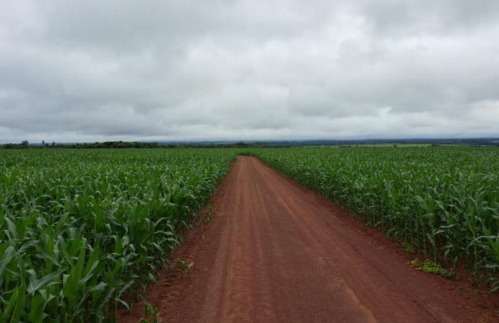 MS Safra 2025/26: colheita da soja se aproxima do fim