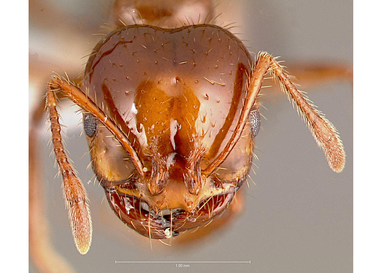 Foto: AntWeb