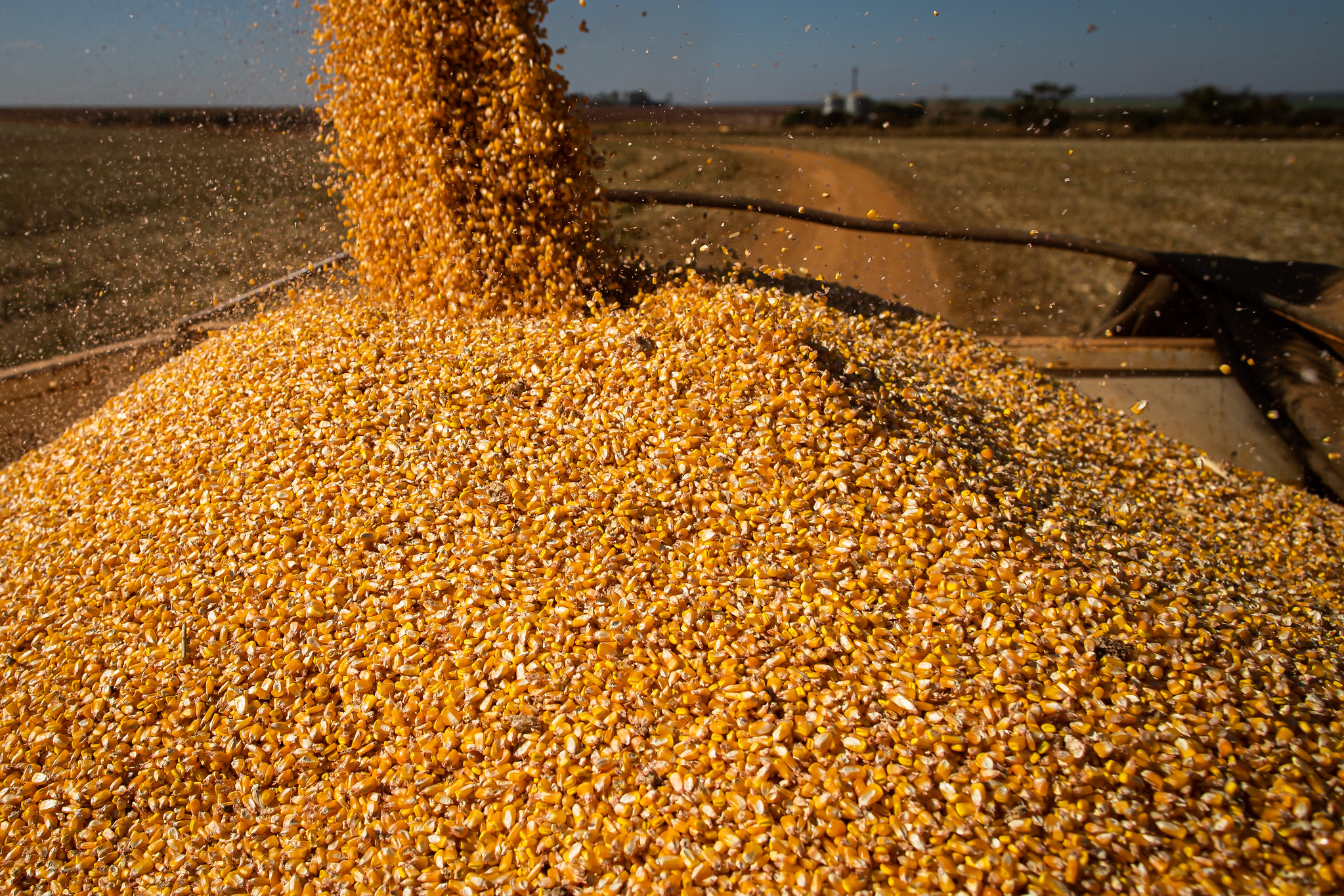 Expectativa da safra paulista 2021/22 de grãos é de 10,25 milhões de toneladas
