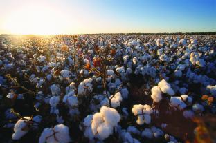 Valor Bruto da Produção Agropecuária está estimado em R$ 562,4 bilhões