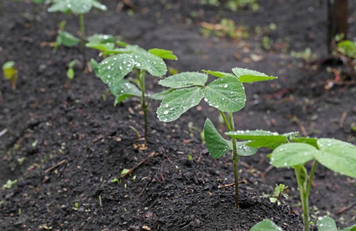 Excesso de chuva limita plantio de grãos no Brasil