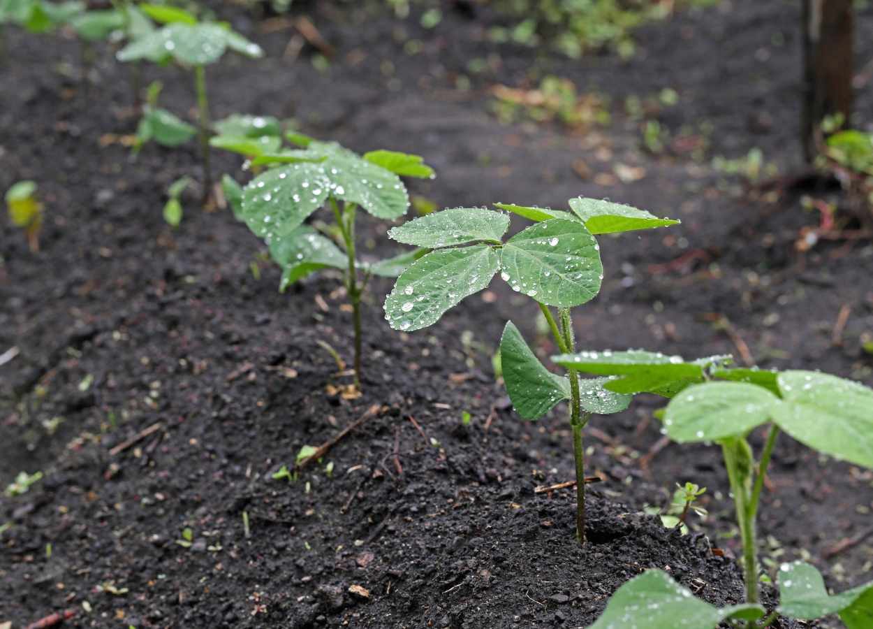 Excesso de chuva limita plantio de grãos no Brasil