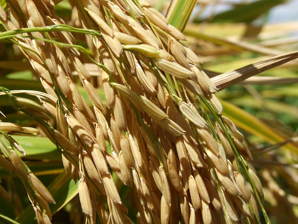 Compra antecipada da semente garante valorização de 10% no preço da saca de arroz