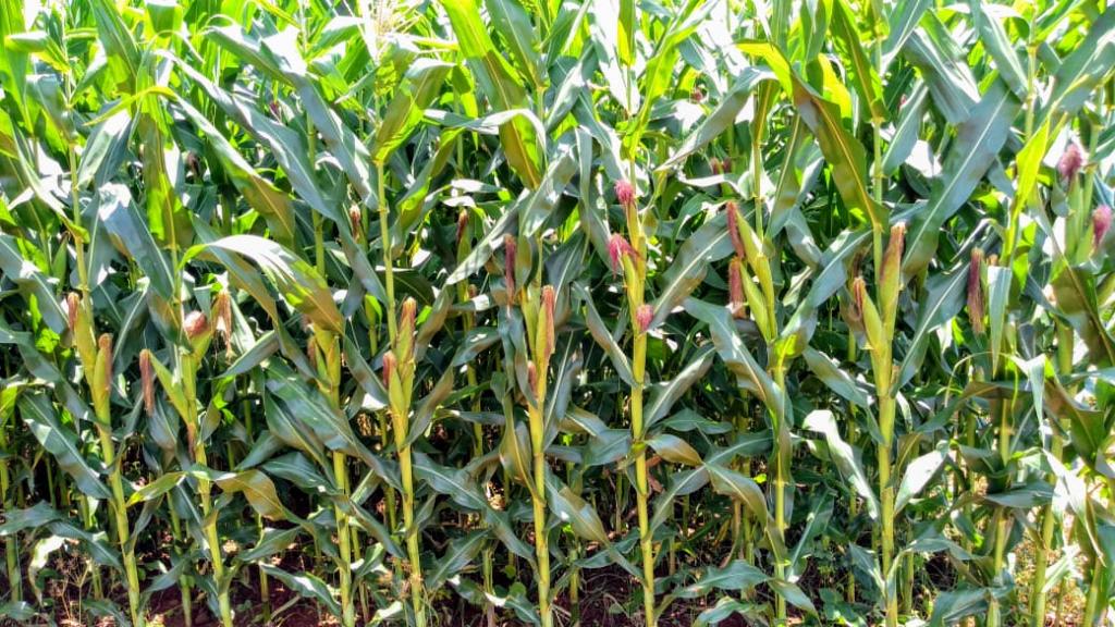 Goiás estima 10,8 milhões de toneladas de milho safrinha, segundo a CONAB