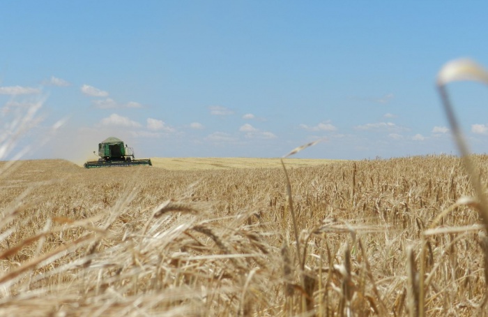 Clima ajuda no crescimento da produtividade da cevada