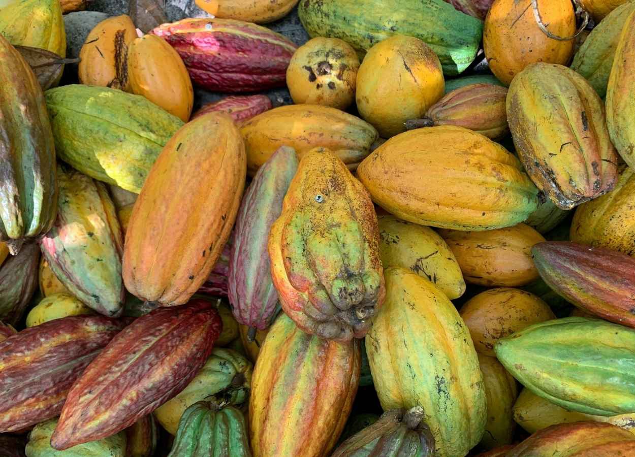 Conflito no Oriente Médio eleva volatilidade do cacau
