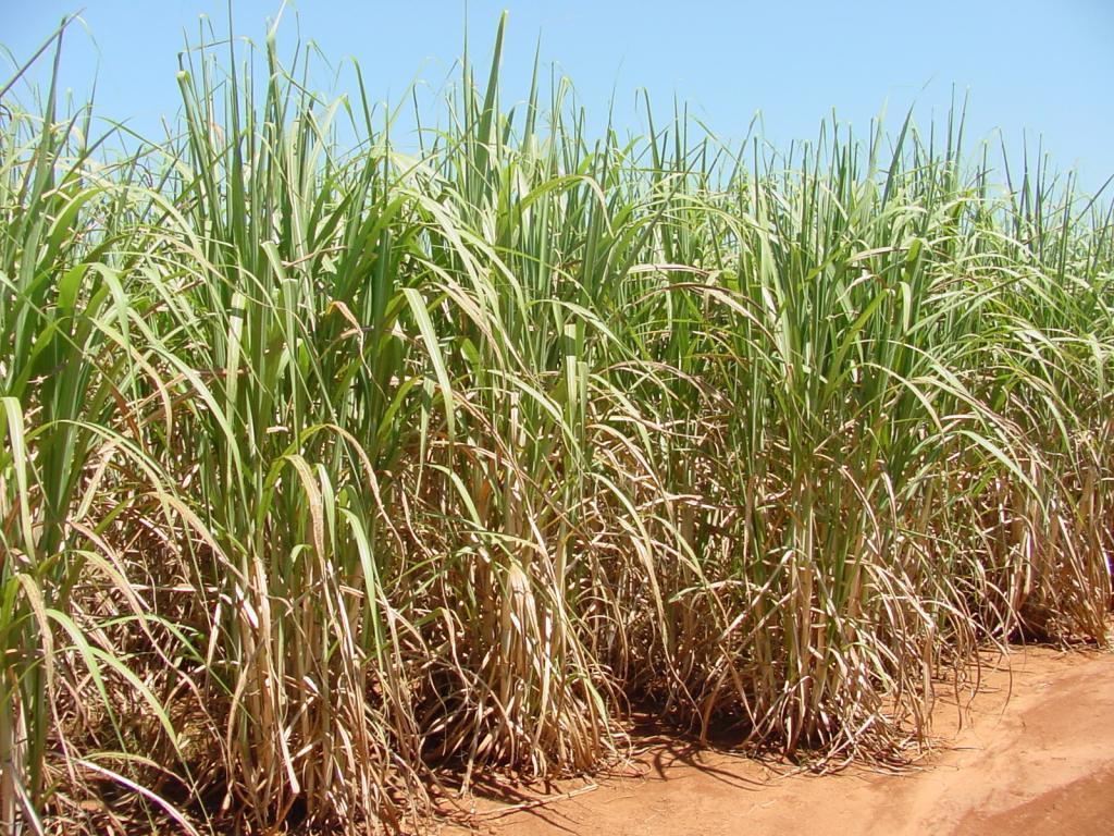 Brasil e China avançam no entendimento em torno da comercialização do açúcar