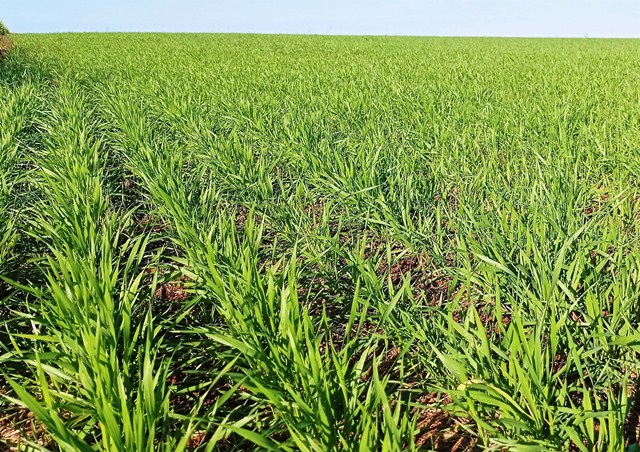 Condições climáticas favorecem o plantio e desenvolvimento do trigo no RS