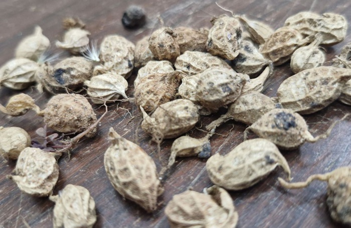 Embrapa identifica gene que fortalece defesa natural das plantas