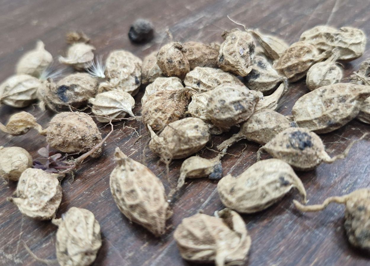 Embrapa identifica gene que fortalece defesa natural das plantas