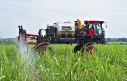 Avola Canavieiro