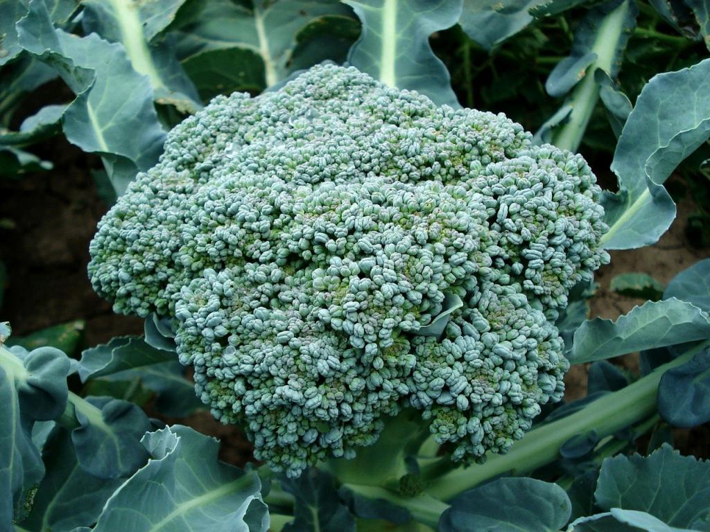 Pesquisa seleciona cultivares de brócolis com capacidade de resistência à podridão negra
