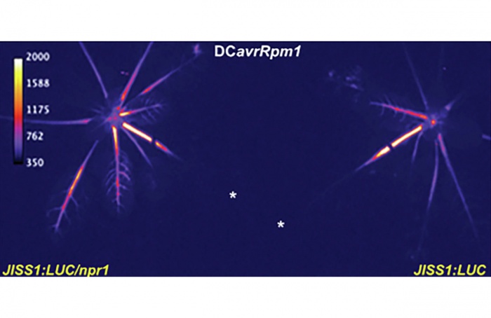 Hormônio jasmonato dispara defesa sistêmica rápida em plantas