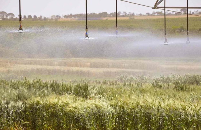 Plataforma sobre trigo integrará dados da produção ao consumo no Brasil