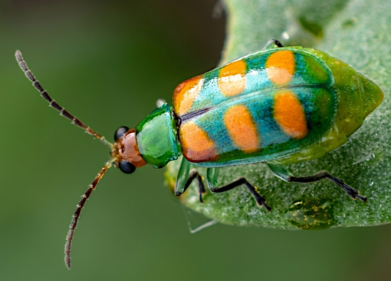 <i>Diabrotica speciosa</i> - Foto: Paulo Roberto Valle da Silva Pereira