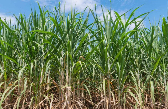 Moagem de cana recua no Centro-Sul na safra 2025/26