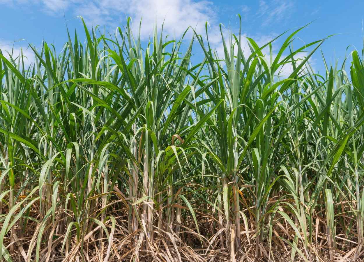 Die Zuckerrohrverarbeitung in der Region Center-South wird in der Erntesaison 2025/26 zurückgehen.