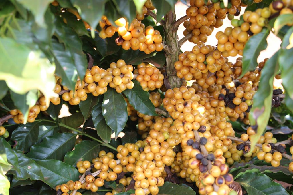 Produtores do cerrado mineiro investem no plantio de novas cultivares de café