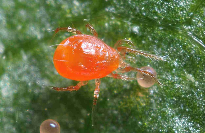 Planta hospedeira reduz eficiência de ácaro predador