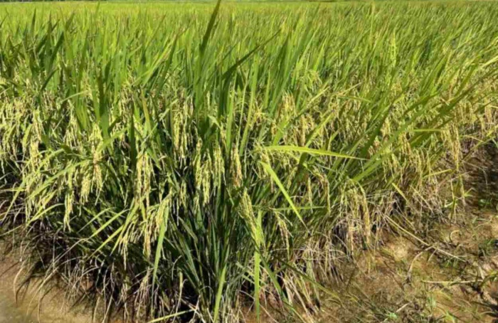 Epagri lança variedade de arroz irrigado