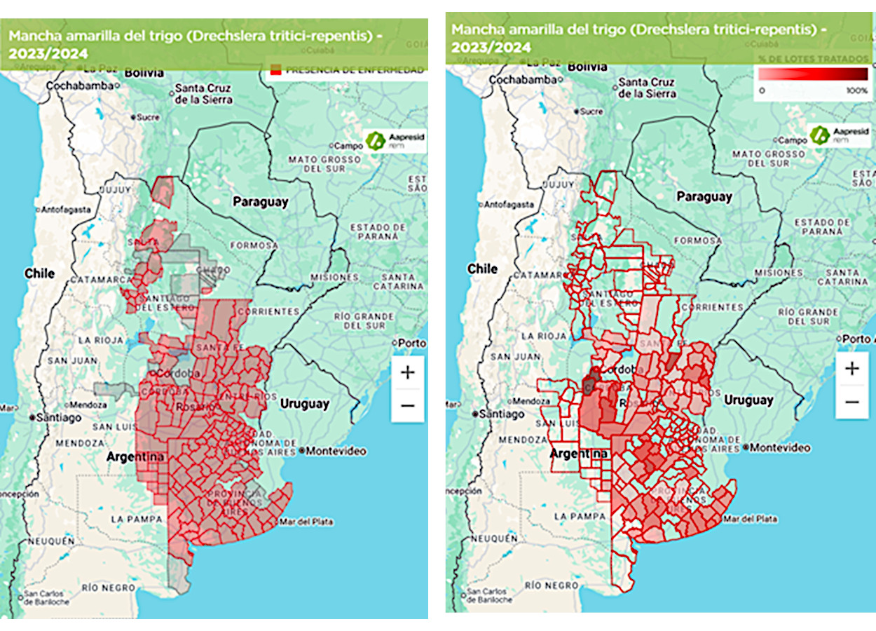 Mancha-amarela do trigo em 2023/24 na Argentina: presença da doença (esq.); superfície tratada com fungicidas (dir.) - Fonte: Aapresid