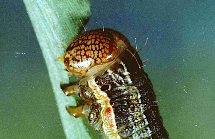 Lagarta-do-cartucho altera intestino após infecção por vírus