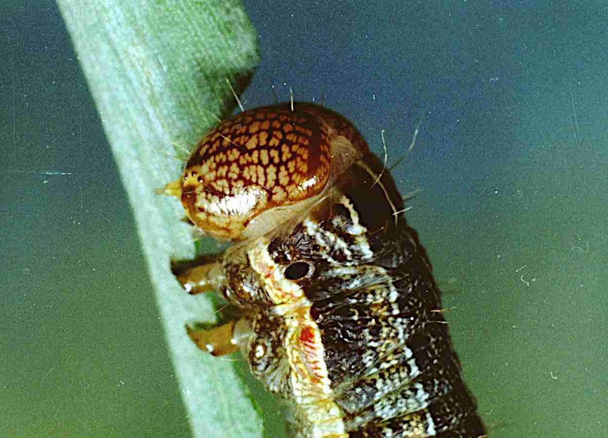 Lagarta-do-cartucho altera intestino após infecção por vírus