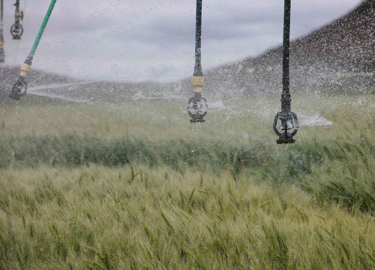 El clima seco favorece el cultivo de trigo de regadío en el centro de Brasil.