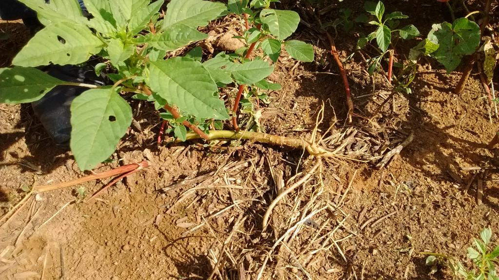 Medidas fitossanitárias contra planta daninha Amaranthus palmeri