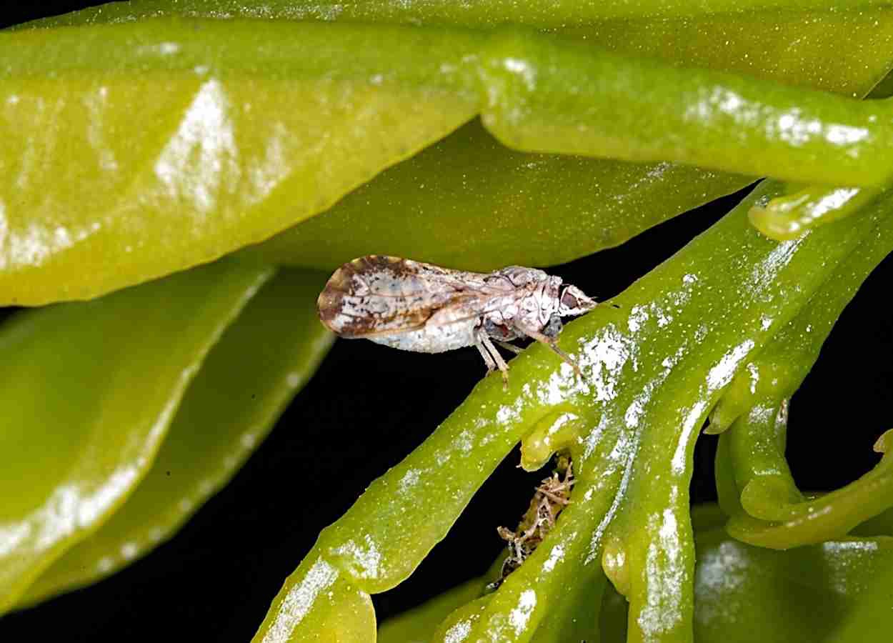 Estudo identifica respostas genéticas específicas do Diaphorina citri sob LEDs noturnos