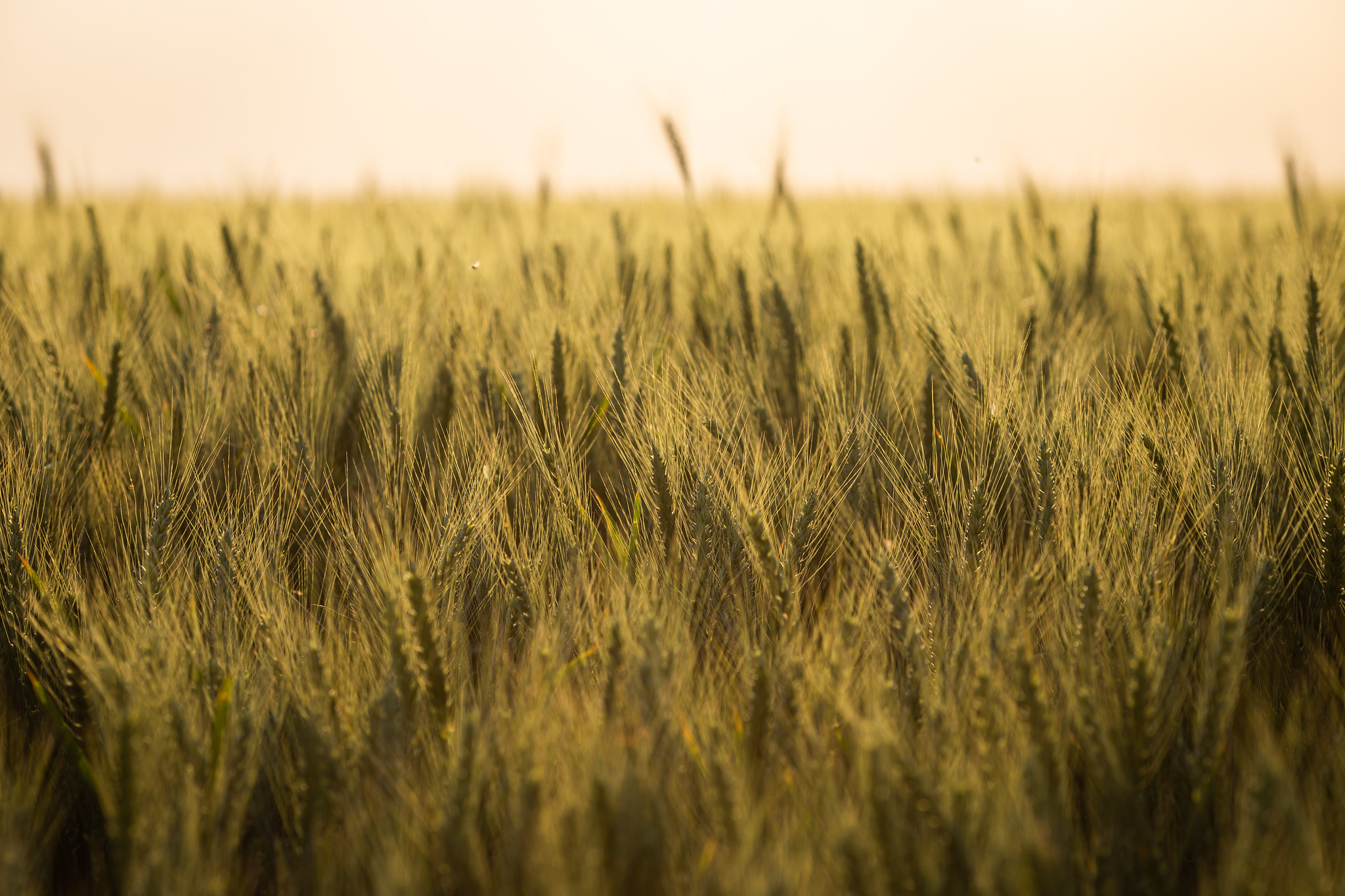 Cultivos de trigo apresentam desenvolvimento satisfatório no RS