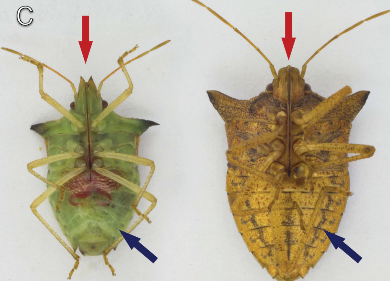 Setas azuis indicando as diferenças na região do abdômen: percevejo-barriga-verde com abdômen verde (esq.) e percevejo-marromcom o abdômen marrom (dir.) - Foto: Adair V. Carneiro