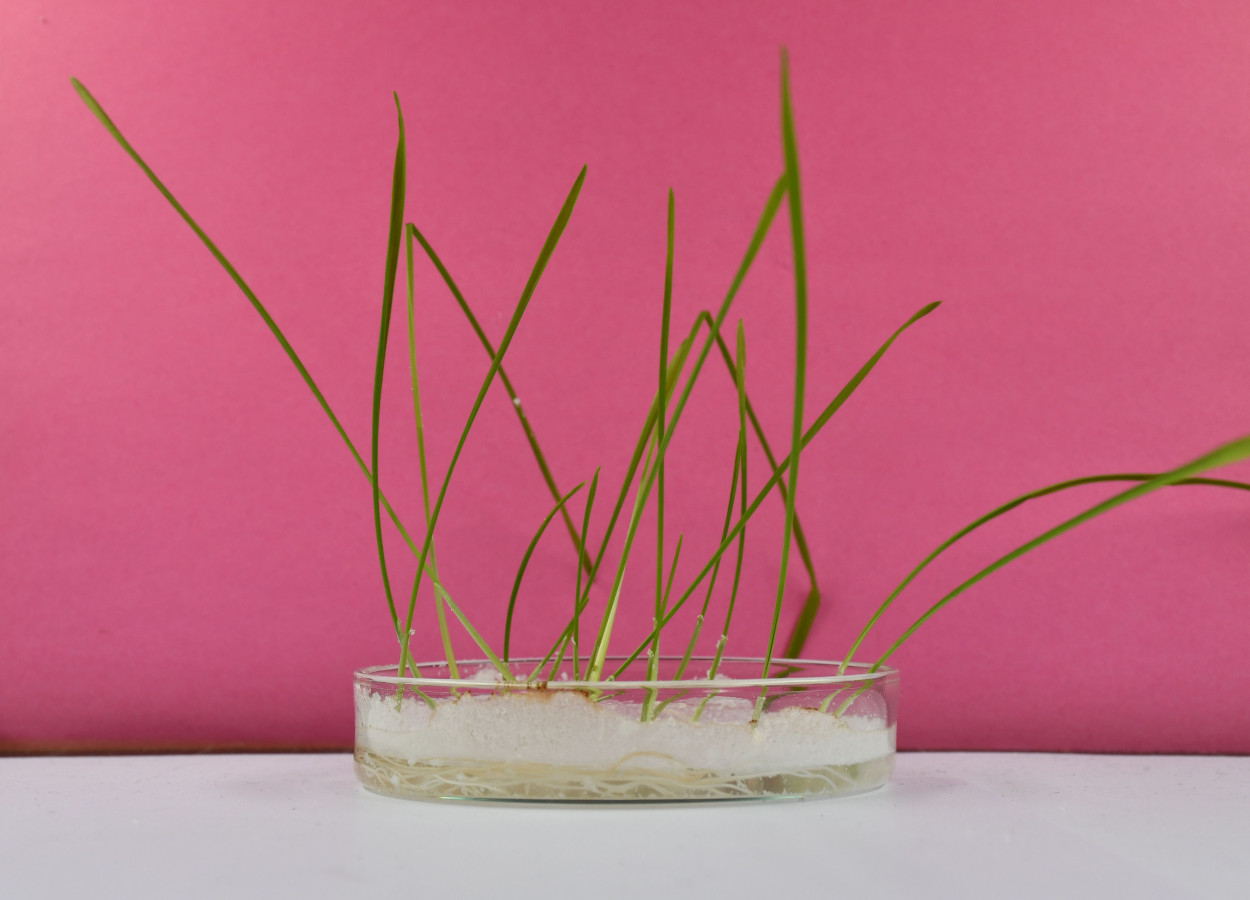 Plantas de trigo com microplásticos e nanoplásticos em uma bandeja de sementes - Foto: FELMI-ZFE
