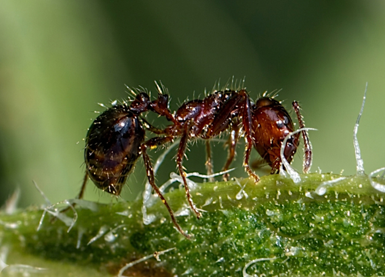 Foto:&nbsp;Russ Ottens / University of Georgia - Bugwood