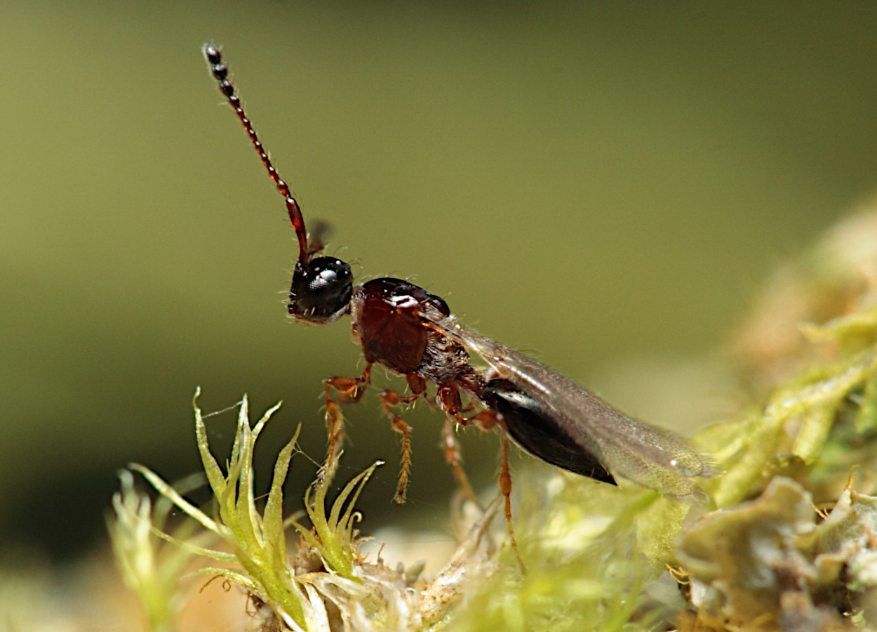 Foto:&nbsp;Karl Magnacca / iNaturalist - CC by-nc 4.0