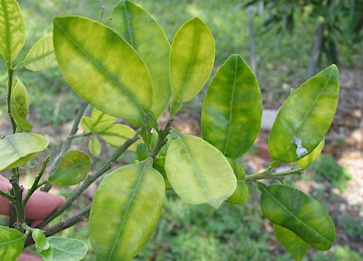 Planta com sintomas de greening - Foto: Jeffrey W Lotz, Florida Department of Agriculture