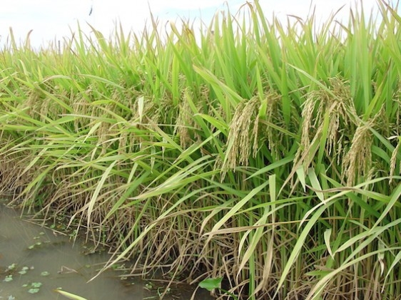 Brasil pode voltar a exportar arroz para a Nigéria