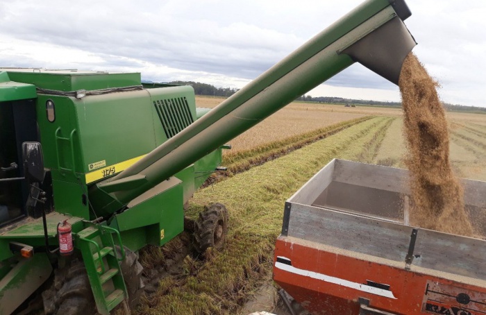 Colheita do arroz chega a 99% da área plantada no RS