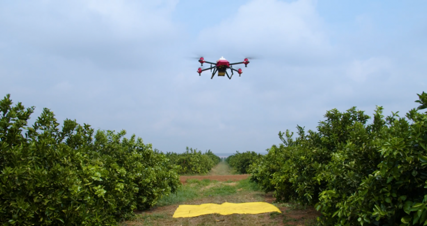 Pesquisa do Fundecitrus valida uso de drone para controle químico do inseto transmissor do greening