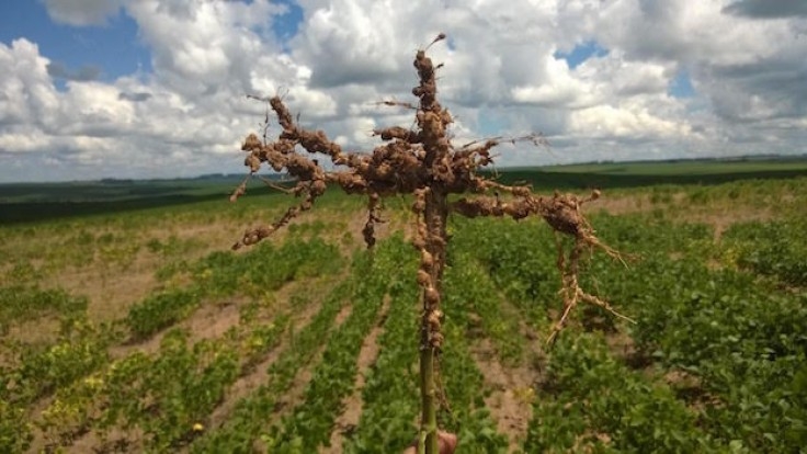 Aplicativo facilita a identificação rápida de nematoides nas lavouras