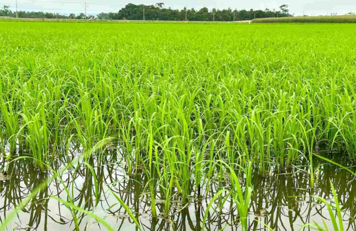 Previsão de altas temperaturas pode ser positiva para a rizicultura de SC
