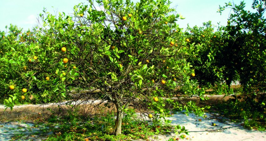 Queda na safra da Flórida e dificuldade de cura para o greening são alertas para o Brasil no combate à doença