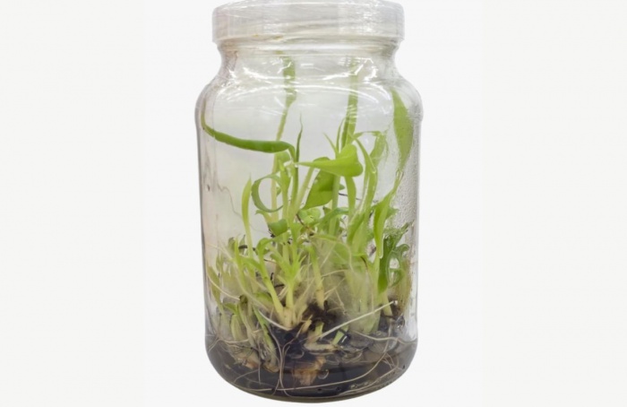 Tecnologia in vitro acelera produção de mudas de bananeira