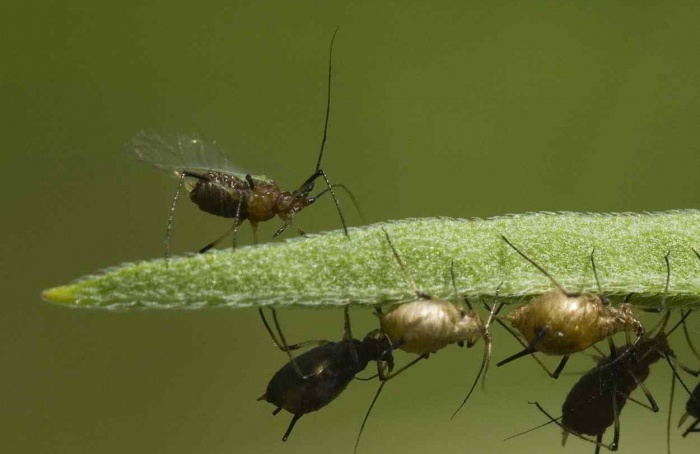 Plantas invasoras alteram ação de parasitoide contra pulgão