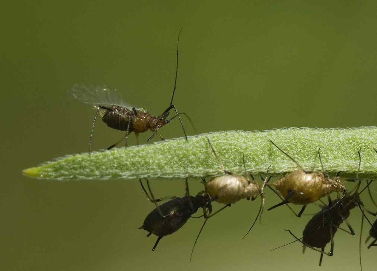 Plantas invasoras alteram ação de parasitoide contra pulgão