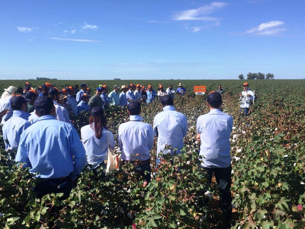 Metade da cotonicultura baiana acompanha Tour Técnico de Algodão TMG