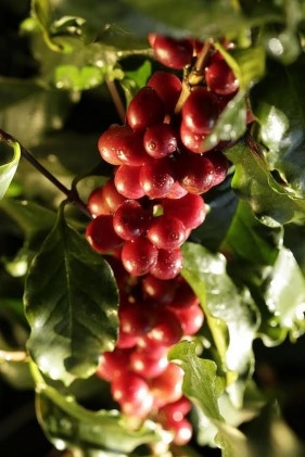Nova tecnologia para a cafeicultura envolveu produtores e pesquisadores no desenvolvimento