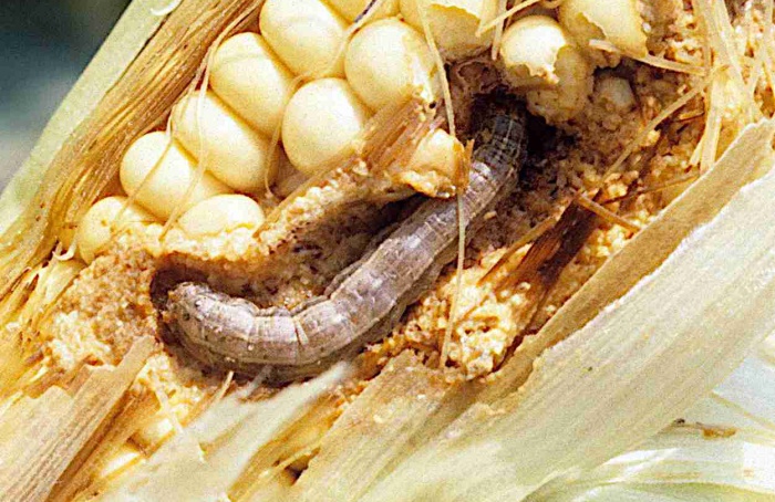 Compostos de estévia afetam lagarta-do-cartucho em laboratório