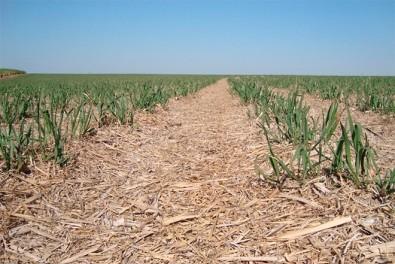 Novo método de manejo ajuda a mitigar a emissão de gases estufa no cultivo da cana